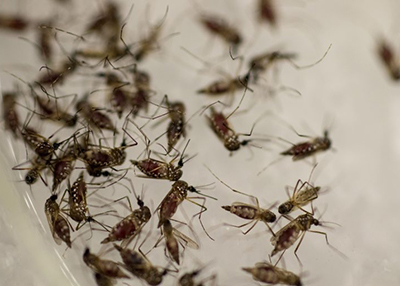 Aedes mosquitoes in a petri dish with 1X PBS prior to dissecting