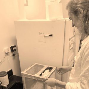 John "Jack" Williams handling a cage of live mosquitoes in the insectary